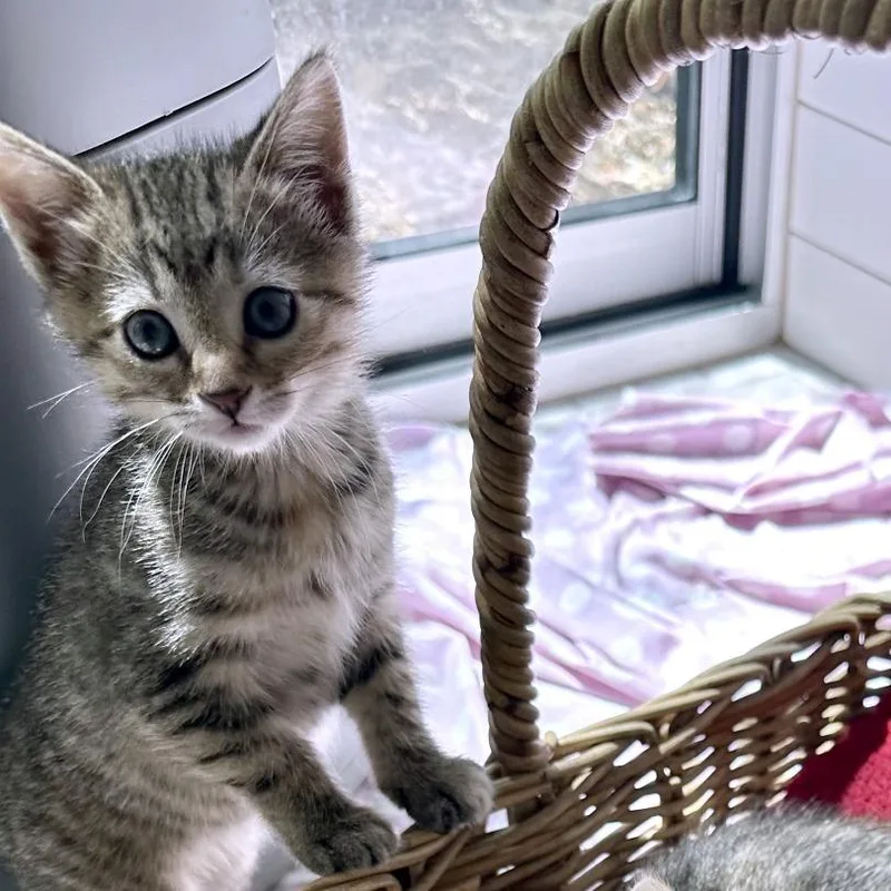 A baby small-sized female Orange / Red Domestic Short Hair cat named Mix And Mingle for adoption in Austin, TX