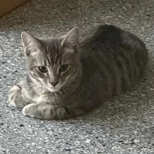 A baby medium-sized male Gray / Blue / Silver Domestic Short Hair cat named Oreo Paris for adoption in Eagle Mountain, UT