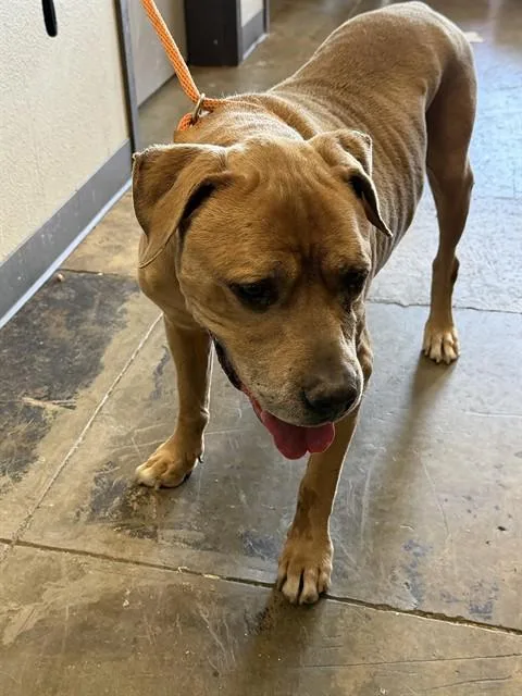 An adult large-sized male Pit Bull Terrier dog named Milo for adoption in Ontario, CA