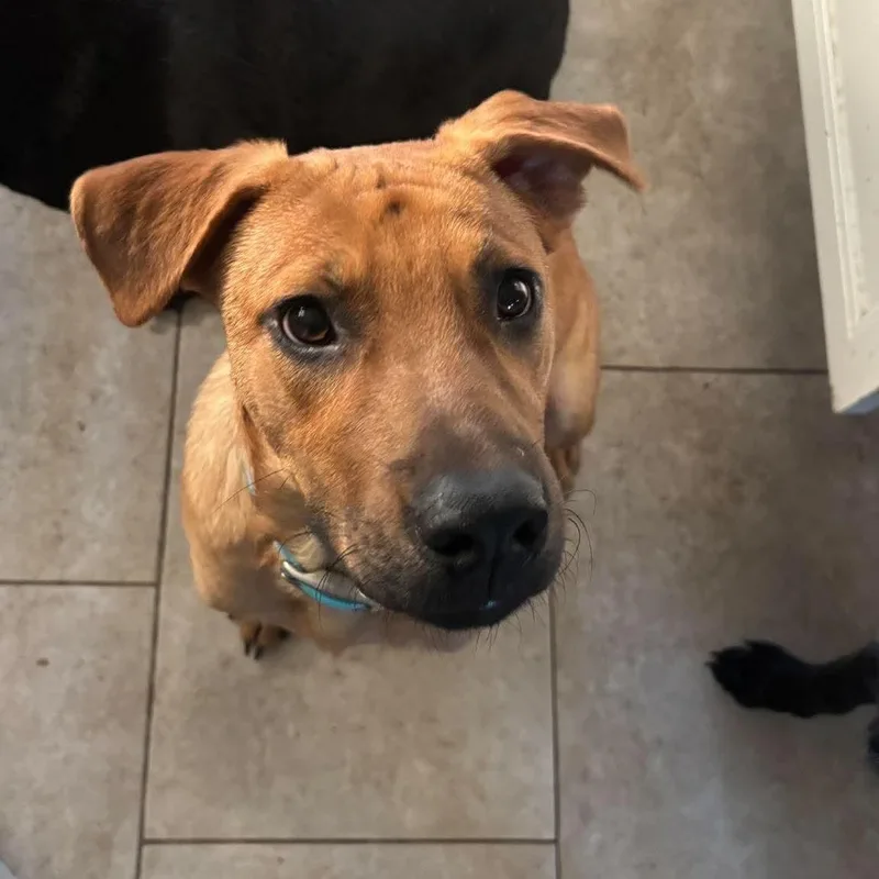 A baby medium-sized male Hound dog named Simon for adoption in Yonkers, NY