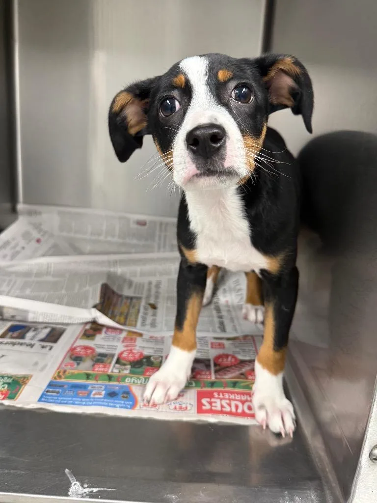 A baby medium-sized female Mixed Breed dog named Savannah for adoption in Sorrento, LA