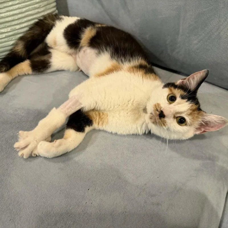 A young medium-sized female Domestic Short Hair cat named Flower Power for adoption in Candler, NC