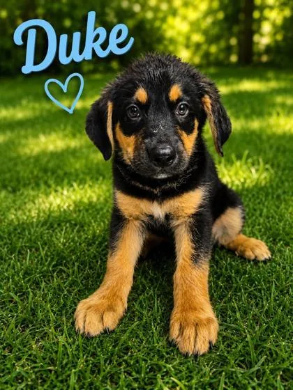 Duke