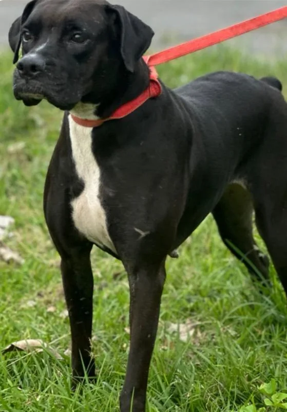 Black Mama thumbnail 2