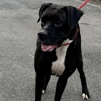 Black Mama thumbnail 3