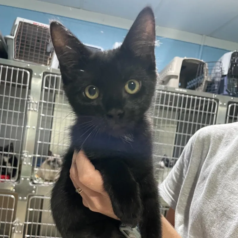A baby small-sized female Black Domestic Short Hair cat named Phoebe for adoption in Newport, NC