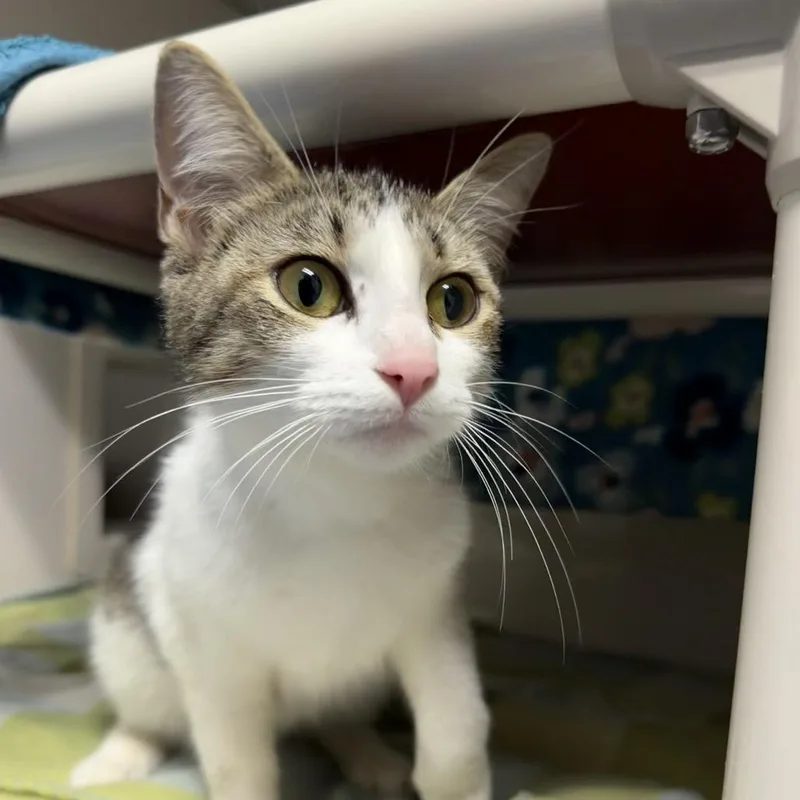 An adult medium-sized female White Domestic Short Hair cat named Barracuda for adoption in Watertown, NY