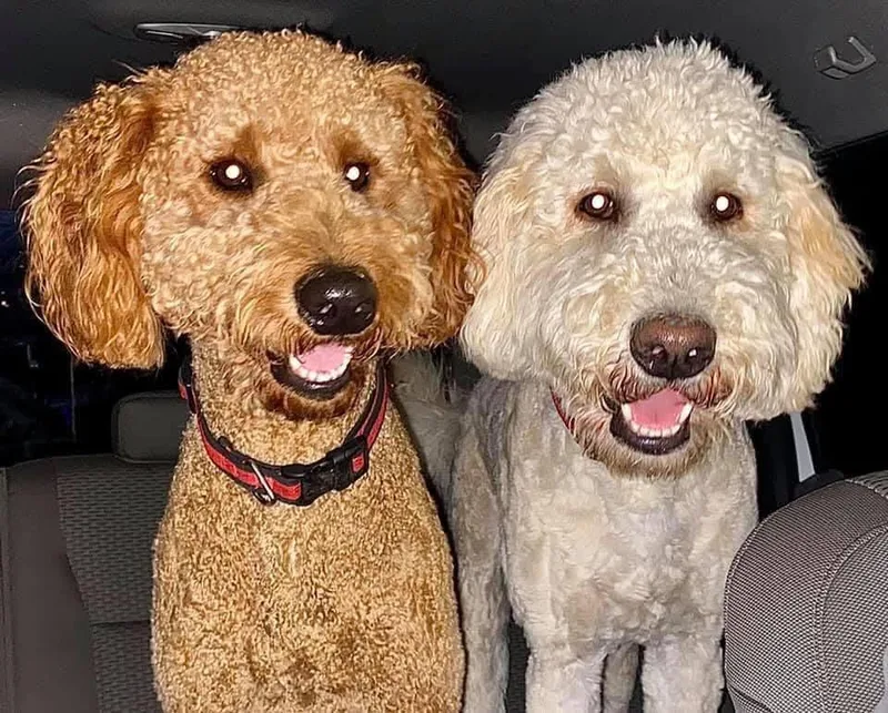 Rusty and Winston thumbnail 3