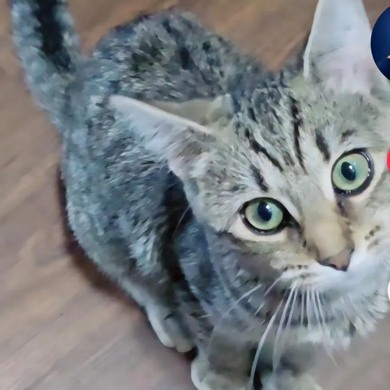 A young small-sized female Gray / Blue / Silver Domestic Short Hair cat named FOUND SE Rochester for adoption in Rochester, MN