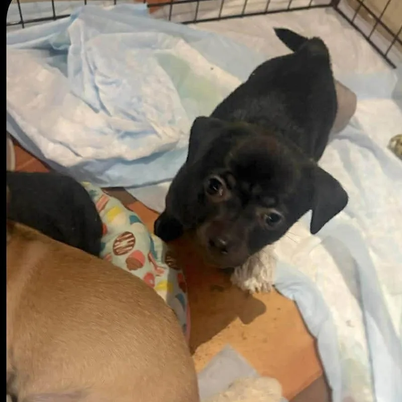 A baby small-sized male Black Chihuahua dog named Gizmo for adoption in Corpus Christi, TX