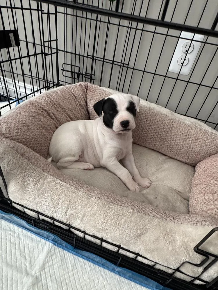 A baby medium-sized male Tricolor (Brown, Black, & White) Mixed Breed dog named Lil Wayne for adoption in Clinton Township, MI