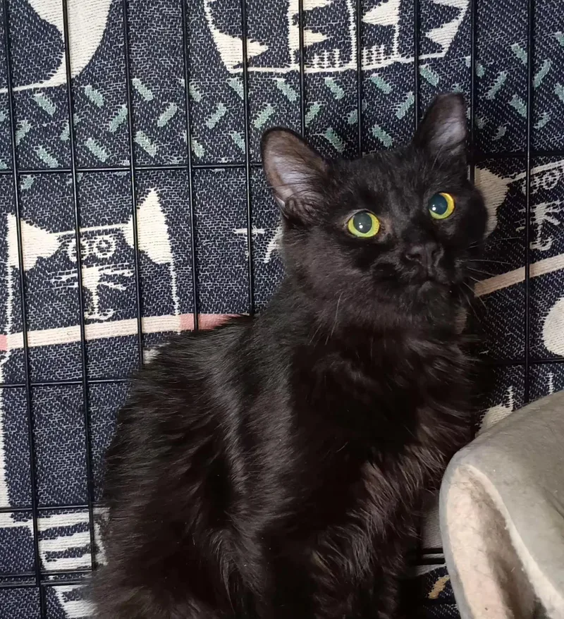 A young medium-sized female Black Domestic Medium Hair cat named Azalea for adoption in Bethpage, NY