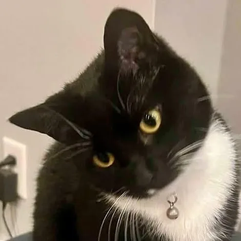 An adult medium-sized female Black & White / Tuxedo Domestic Short Hair cat named Bahstet for adoption in Beaufort, SC