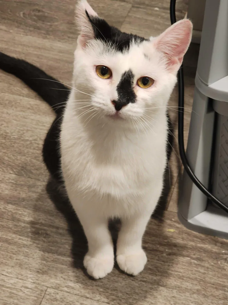 A young medium-sized female Black & White / Tuxedo Domestic Short Hair cat named Cookie for adoption in Riverside, CA