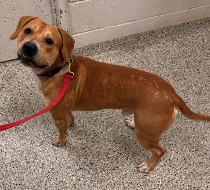 An adult large-sized male Yellow / Tan / Blond / Fawn Mixed Breed dog named Limbo for adoption in Kansas City, MO