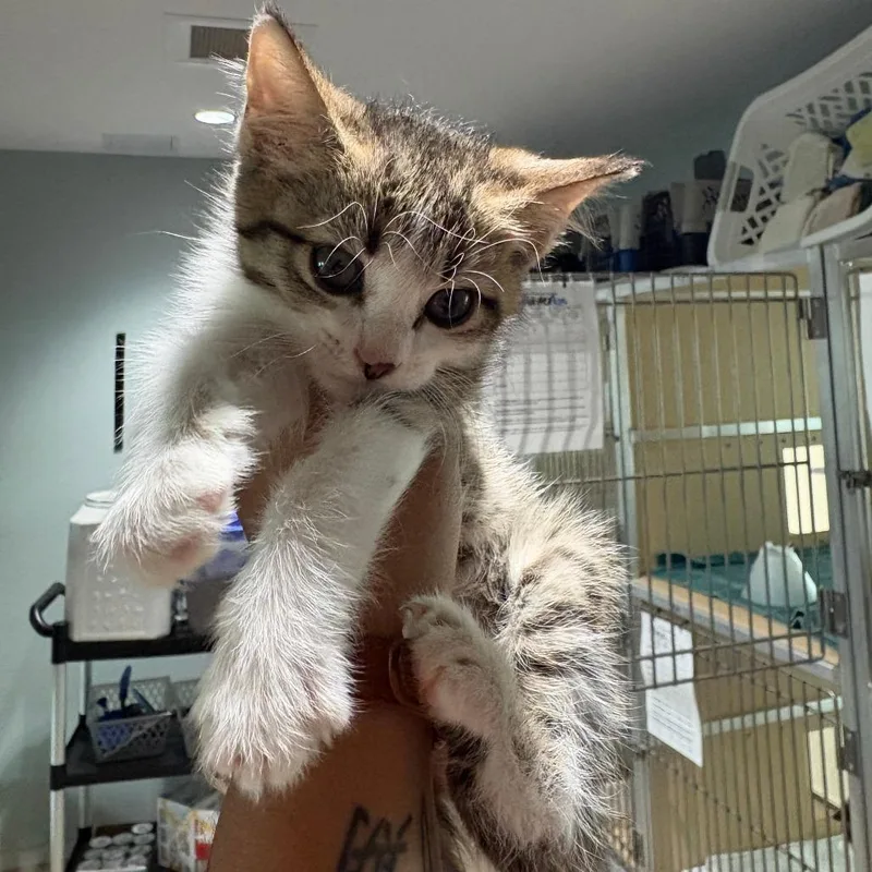 A baby small-sized male Gray / Blue / Silver Domestic Short Hair cat named Pj for adoption in Leander, TX