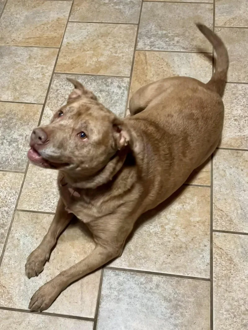 Willow  Nc thumbnail 3