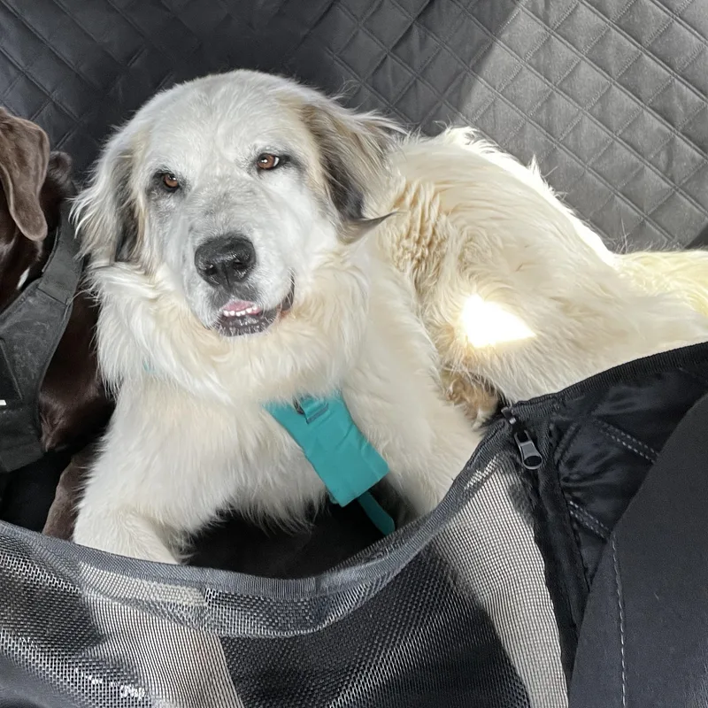A young large-sized female White / Cream Great Pyrenees dog named Freya for adoption in East Haddam, CT