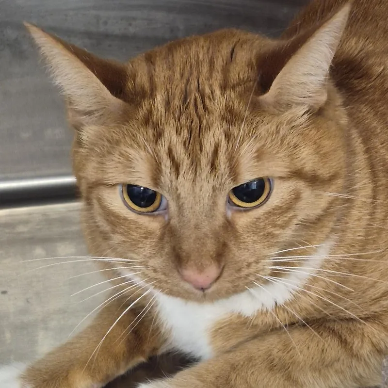 An adult small-sized male Orange / Red Domestic Short Hair cat named Thomas for adoption in Natick, MA