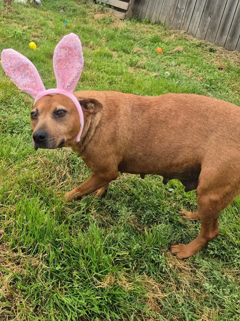 An adult medium-sized female Red / Chestnut / Orange Terrier dog named Espresso for adoption in Dover, AR