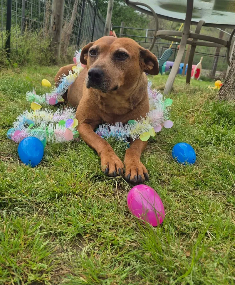 Espresso thumbnail 3