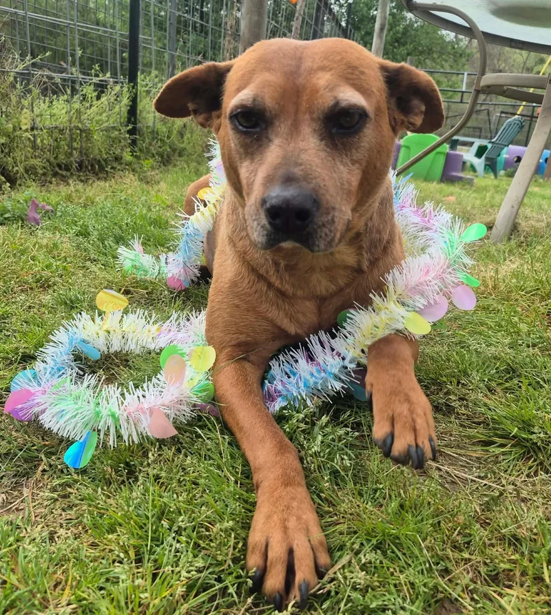 Espresso thumbnail 5