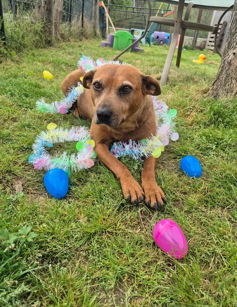 Espresso thumbnail 6