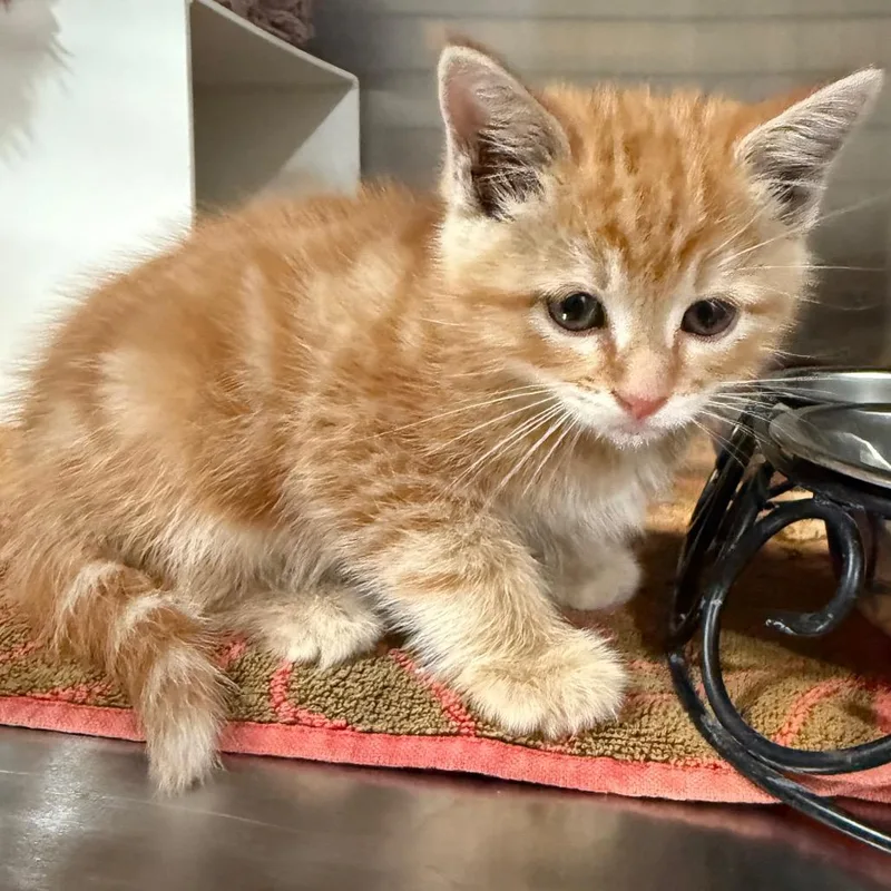 A baby small-sized male Domestic Short Hair cat named Monkey for adoption in Cedaredge, CO