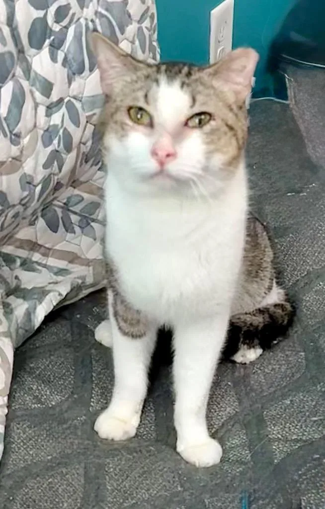 A young large-sized male Domestic Short Hair cat named Andris for adoption in Augusta, GA