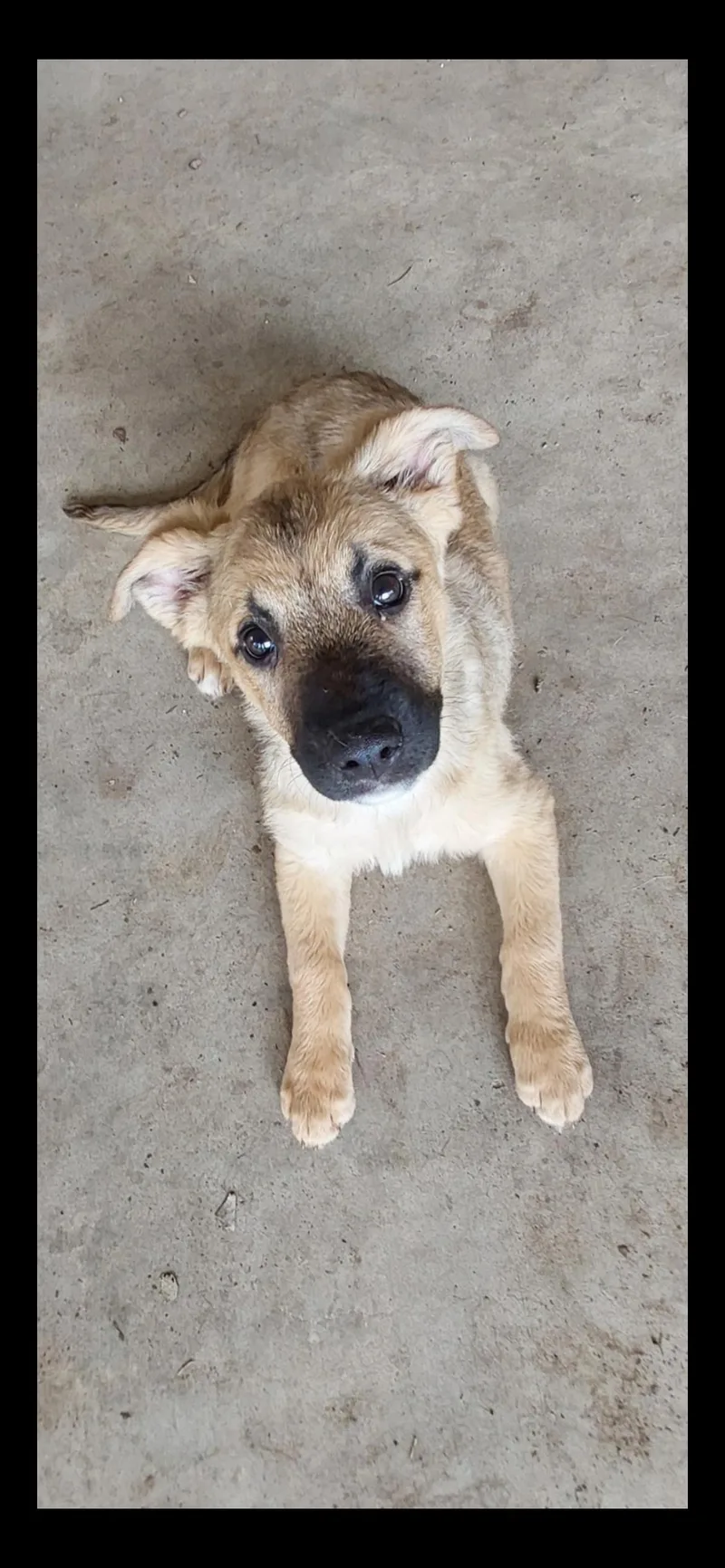 A young medium-sized female Shepherd dog named Buttercup for adoption in Angleton, TX
