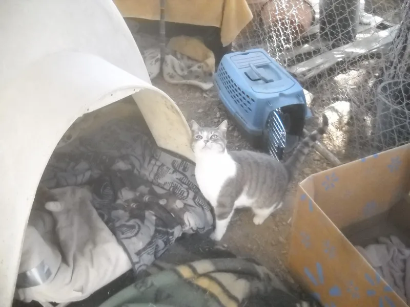 Mama Cat  Oakhurst thumbnail 2