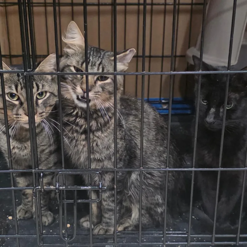 A young medium-sized male Domestic Short Hair cat named Crawlie for adoption in Abingdon, MD