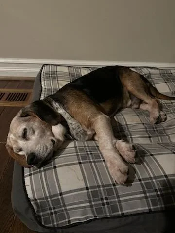 A senior medium-sized male Beagle dog named Drum for adoption in Utica, MI