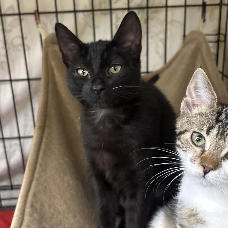 A baby small-sized female Black Domestic Short Hair cat named Himalaya for adoption in Monroe, MI