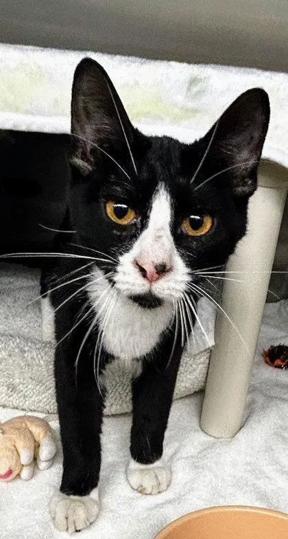 A young small-sized male Domestic Short Hair cat named Solstice for adoption in Munster, IN