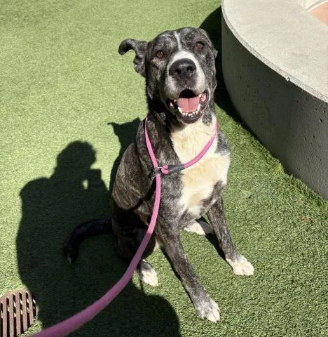 An adult large-sized female Anatolian Shepherd dog named Wolfita for adoption in San Jose, CA
