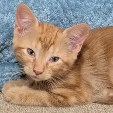 A baby small-sized male Tabby (Orange / Red) Domestic Short Hair cat named Wesley for adoption in Liverpool, TX