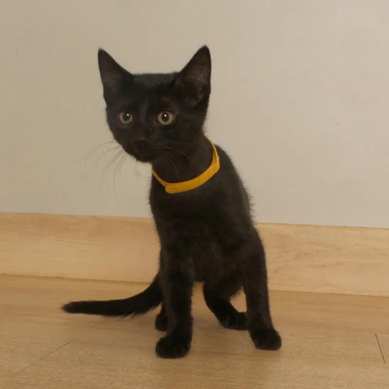 A baby small-sized female Black Domestic Short Hair cat named Billie C for adoption in Minnetonka, MN
