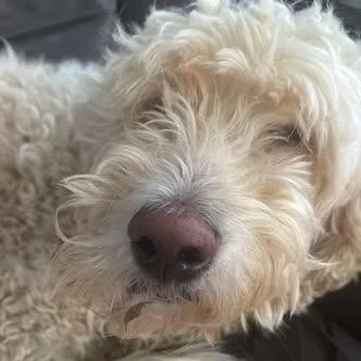 A young large-sized male White / Cream Standard Poodle dog named Tony for adoption in Martinsburg, WV