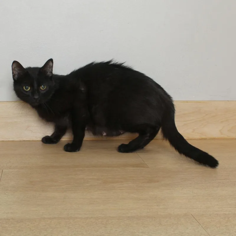 A young medium-sized female Black Domestic Short Hair cat named Bell C for adoption in Minnetonka, MN