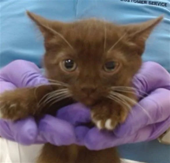 A baby small-sized female Domestic Short Hair cat named Truffle for adoption in Miami, FL