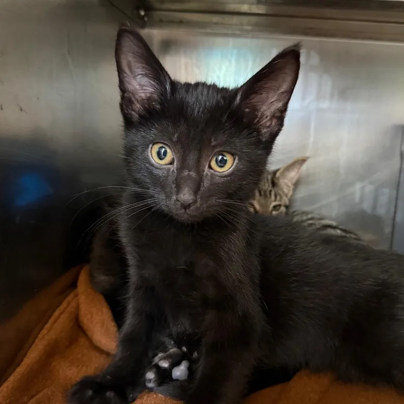 A baby small-sized male Black Domestic Short Hair cat named Indus for adoption in Chicago, IL