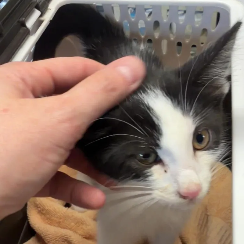 A baby small-sized male Black Domestic Short Hair cat named Harvey for adoption in Mount Juliet, TN
