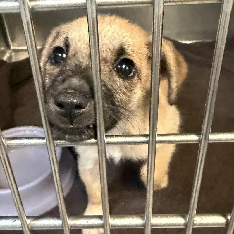 A baby small-sized female Yellow / Tan / Blond / Fawn Labrador Retriever dog named Chloroplast for adoption in Austin, TX