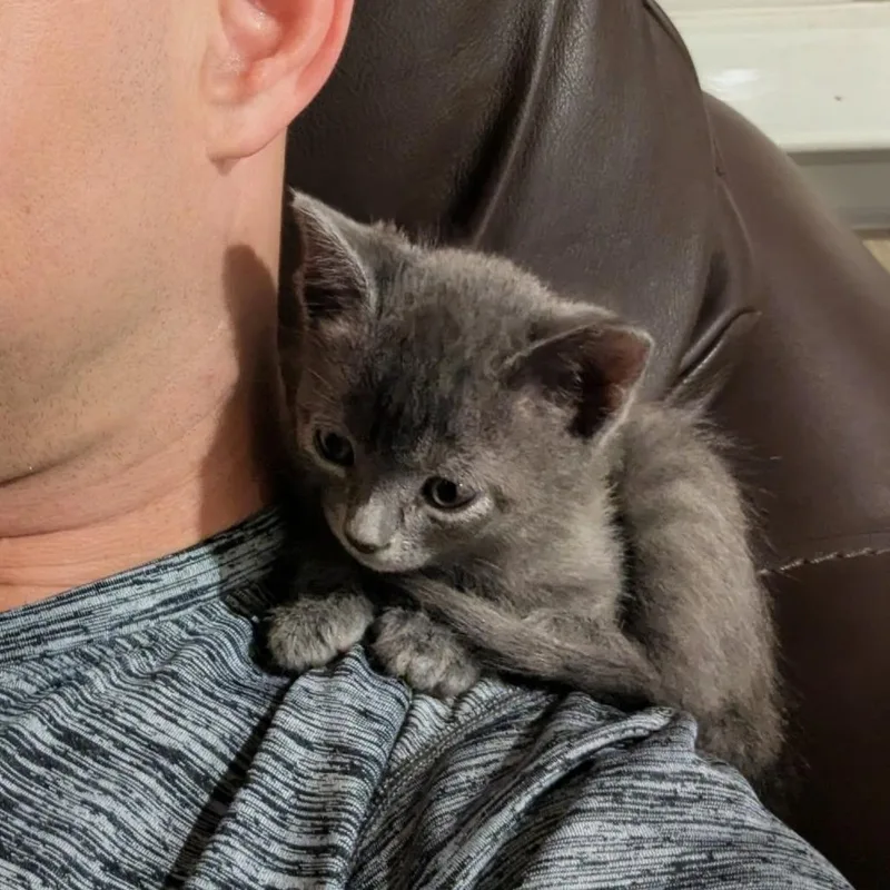 A baby small-sized male Gray / Blue / Silver Domestic Short Hair cat named Jackfruit for adoption in Austin, TX