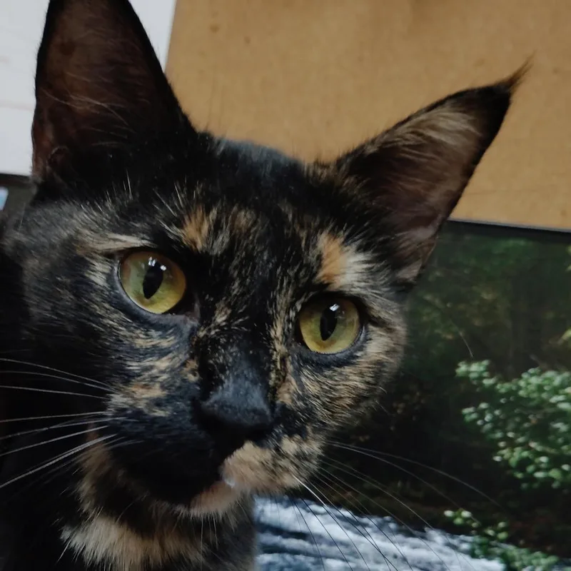 A young medium-sized female Domestic Short Hair cat named Calista for adoption in Valley, AL