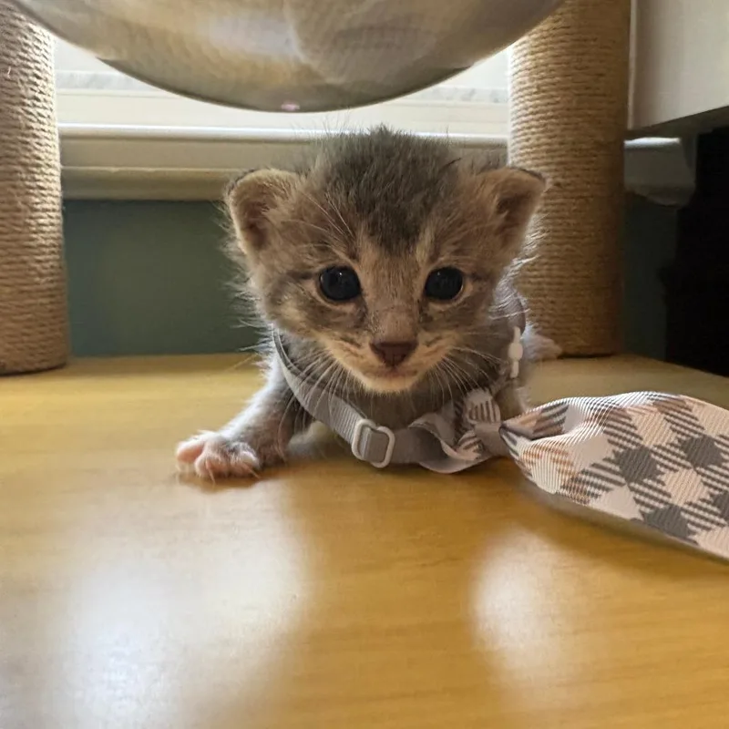 A baby small-sized male Gray / Blue / Silver Domestic Short Hair cat named Thyme for adoption in Fort Lauderdale, FL