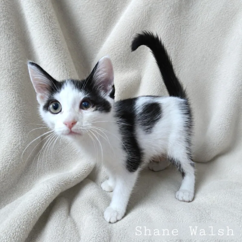 A baby medium-sized male White Domestic Short Hair cat named Shane for adoption in Quincy, OH