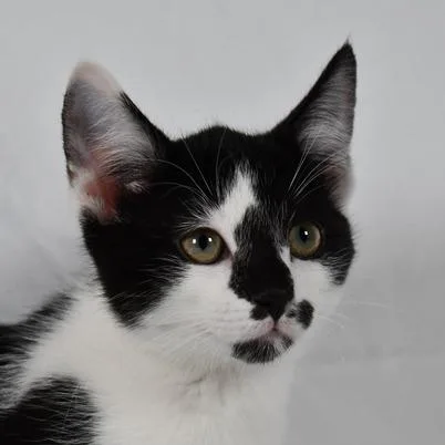 A baby small-sized female Black Domestic Short Hair cat named Sierra for adoption in Johnson City, TN