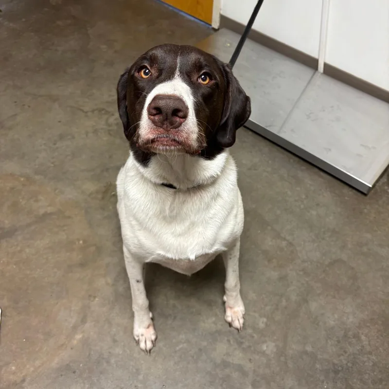 An adult large-sized male White / Cream Pointer dog named Shadow for adoption in Ottawa, KS